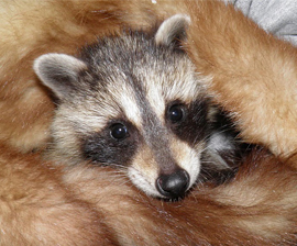 Raccoons need love, too